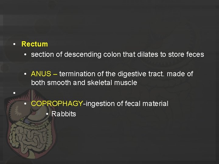  • Rectum • section of descending colon that dilates to store feces •