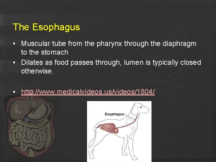 The Esophagus • Muscular tube from the pharynx through the diaphragm to the stomach