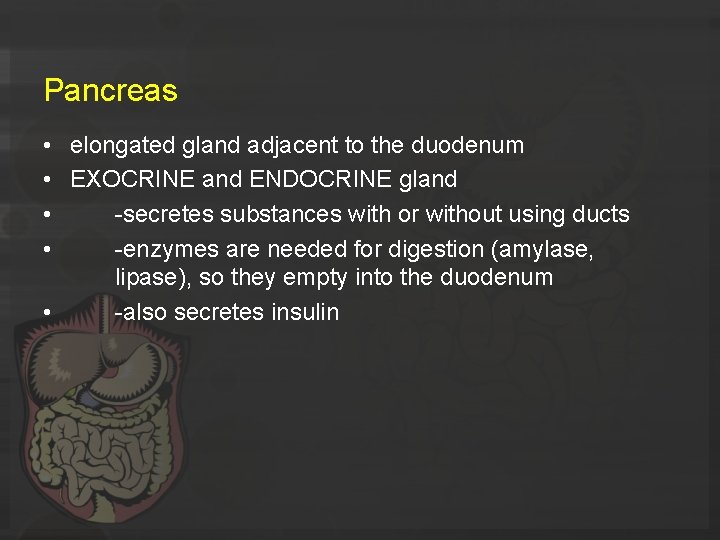Pancreas • elongated gland adjacent to the duodenum • EXOCRINE and ENDOCRINE gland •