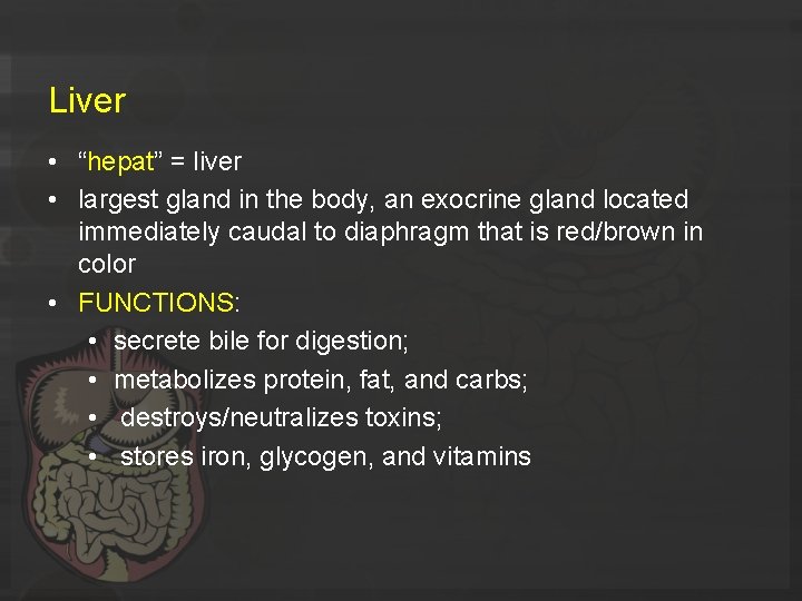 Liver • “hepat” = liver • largest gland in the body, an exocrine gland