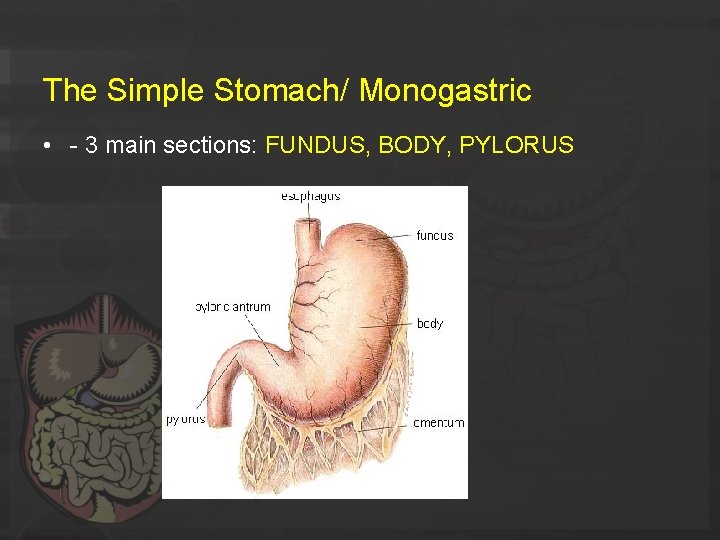 The Simple Stomach/ Monogastric • - 3 main sections: FUNDUS, BODY, PYLORUS 