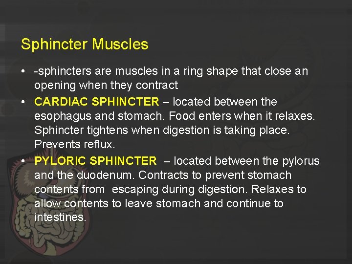 Sphincter Muscles • -sphincters are muscles in a ring shape that close an opening