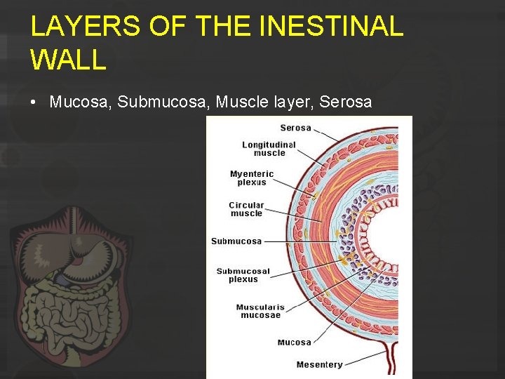 LAYERS OF THE INESTINAL WALL • Mucosa, Submucosa, Muscle layer, Serosa 