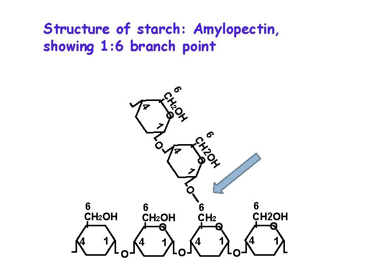 Structure of starch: Amylopectin, showing 1: 6 branch point 6 2 OH CH O