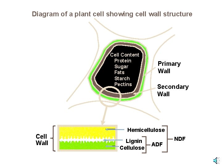 Diagram of a plant cell showing cell wall structure Cell Content Protein Sugar Fats