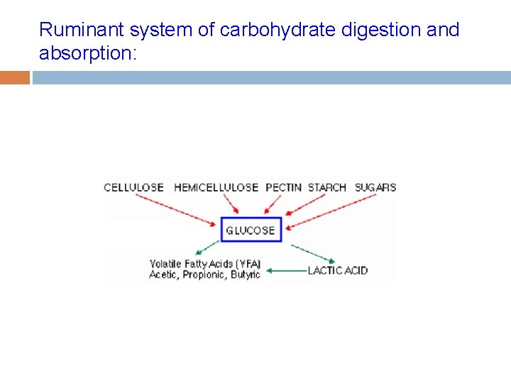 Ruminant system of carbohydrate digestion and absorption: 