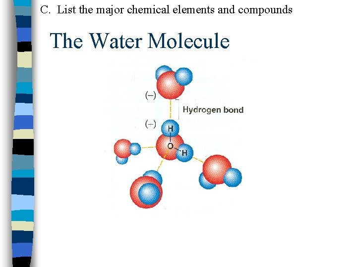 C. List the major chemical elements and compounds The Water Molecule 