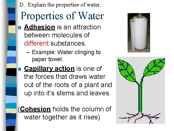 D. Explain the properties of water. Properties of Water n Adhesion is an attraction