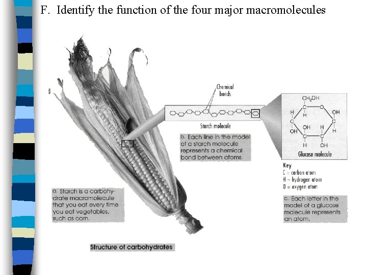 F. Identify the function of the four major macromolecules 