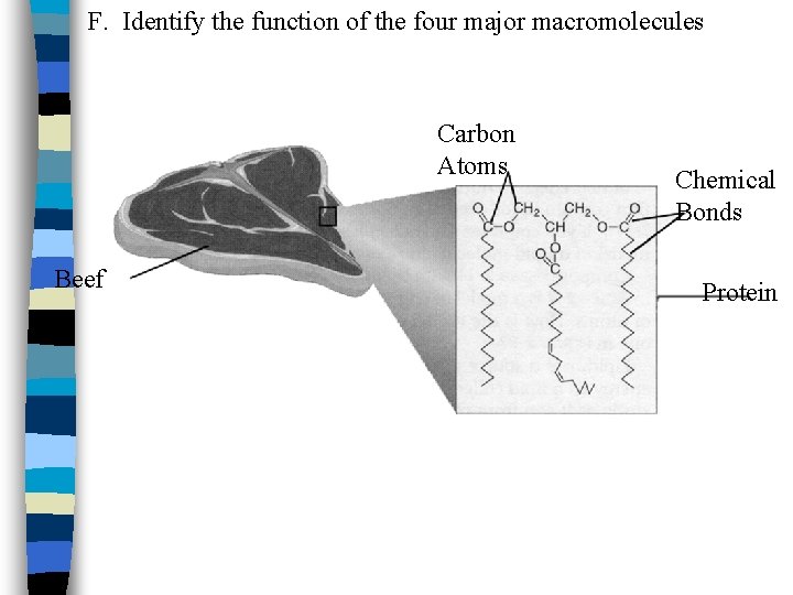 F. Identify the function of the four major macromolecules Carbon Atoms Beef Chemical Bonds
