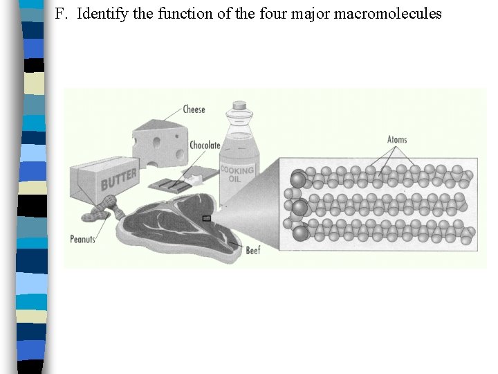 F. Identify the function of the four major macromolecules 