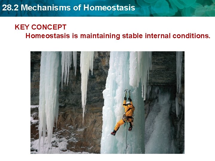 28. 2 Mechanisms of Homeostasis KEY CONCEPT Homeostasis is maintaining stable internal conditions. 