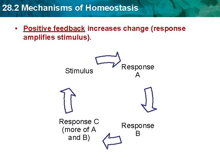 28. 2 Mechanisms of Homeostasis • Positive feedback increases change (response amplifies stimulus). Stimulus