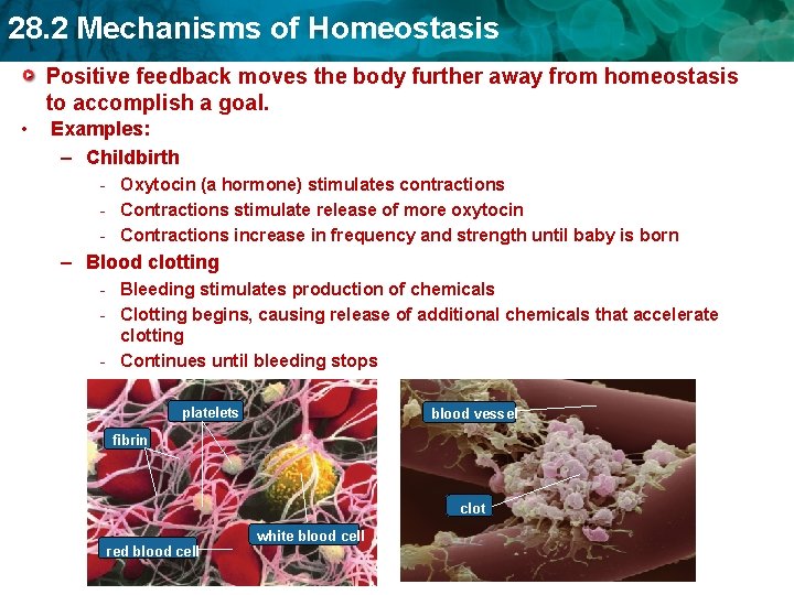28. 2 Mechanisms of Homeostasis Positive feedback moves the body further away from homeostasis