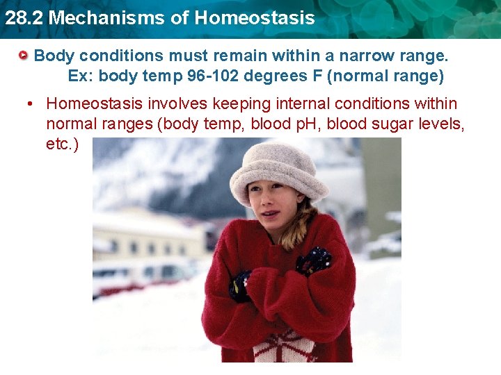28. 2 Mechanisms of Homeostasis Body conditions must remain within a narrow range. Ex: