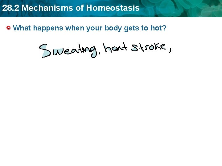 28. 2 Mechanisms of Homeostasis What happens when your body gets to hot? 