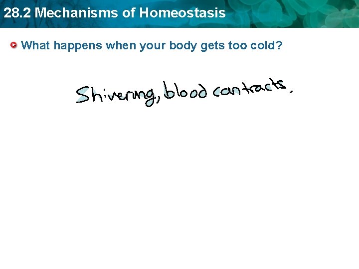 28. 2 Mechanisms of Homeostasis What happens when your body gets too cold? 