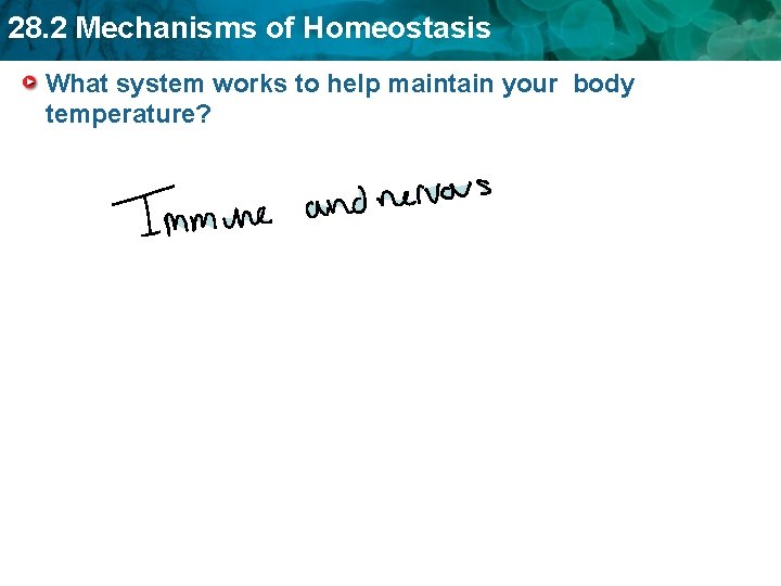 28. 2 Mechanisms of Homeostasis What system works to help maintain your body temperature?