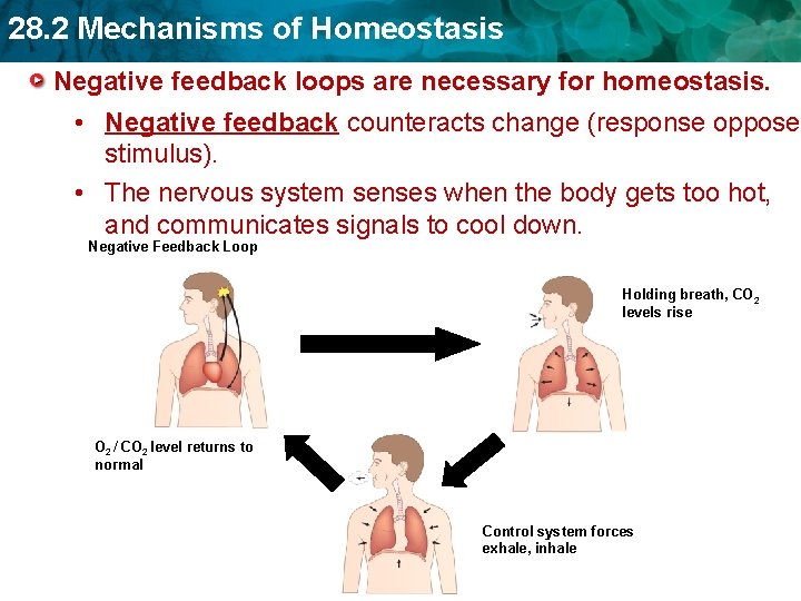 28. 2 Mechanisms of Homeostasis Negative feedback loops are necessary for homeostasis. • Negative