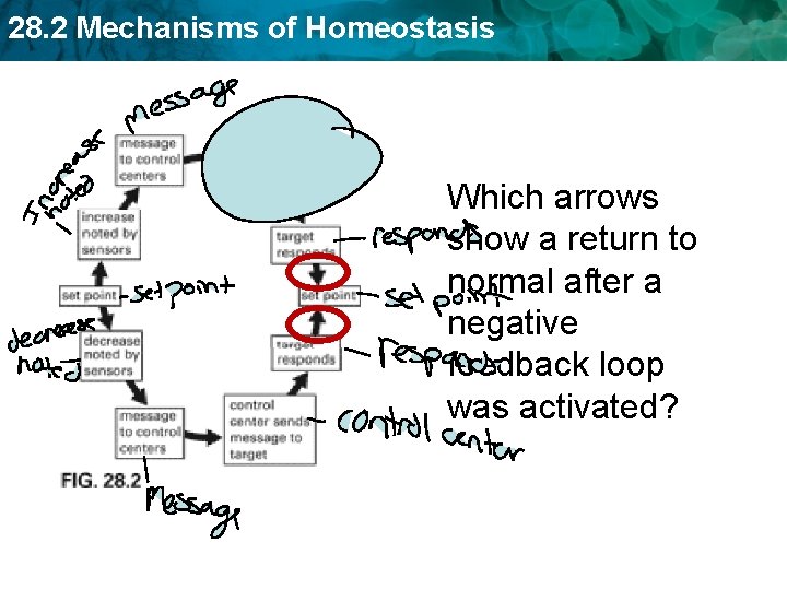 28. 2 Mechanisms of Homeostasis Which arrows show a return to normal after a