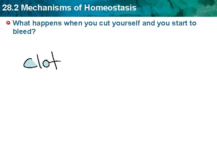 28. 2 Mechanisms of Homeostasis What happens when you cut yourself and you start