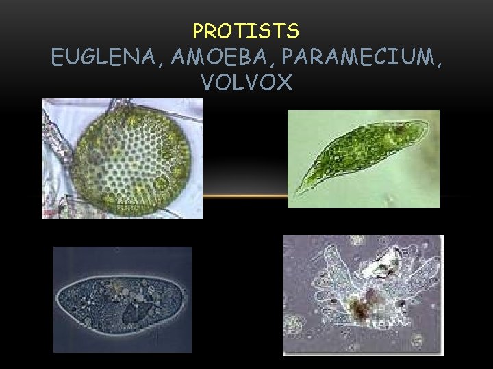 PROTISTS EUGLENA, AMOEBA, PARAMECIUM, VOLVOX 