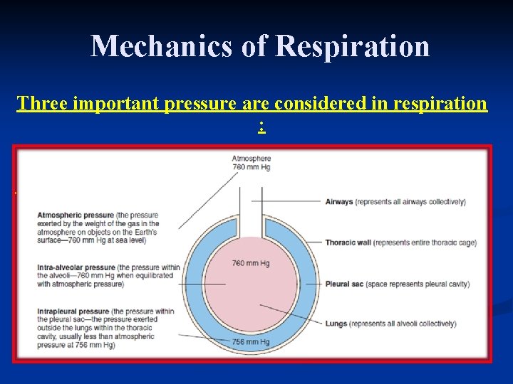 Mechanics of Respiration Three important pressure are considered in respiration : 
