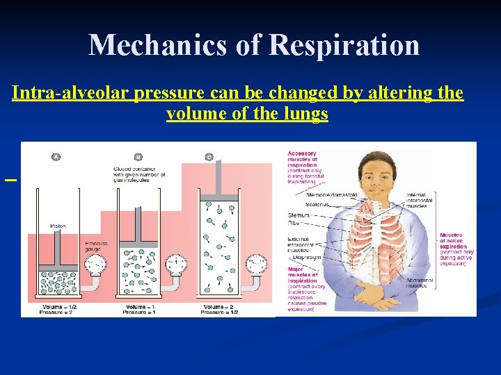 Mechanics of Respiration Intra-alveolar pressure can be changed by altering the volume of the