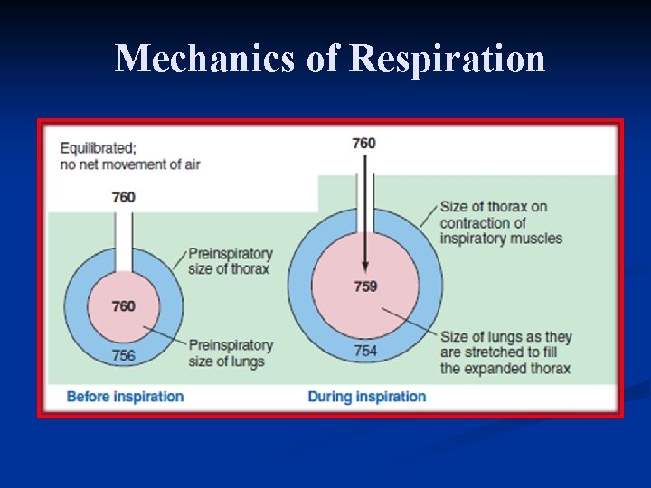 Mechanics of Respiration 