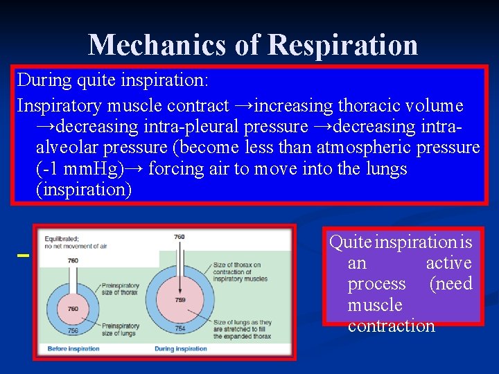 Mechanics of Respiration During quite inspiration: Inspiratory muscle contract →increasing thoracic volume →decreasing intra-pleural