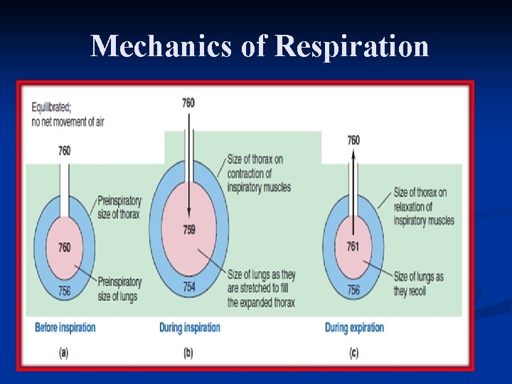 Mechanics of Respiration 