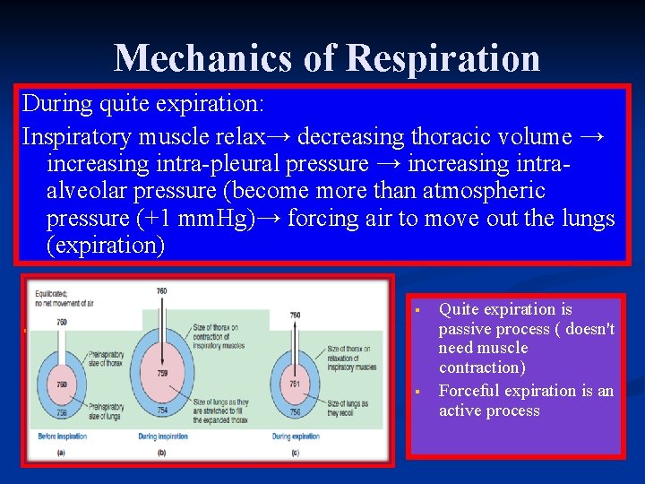 Mechanics of Respiration During quite expiration: Inspiratory muscle relax→ decreasing thoracic volume → increasing
