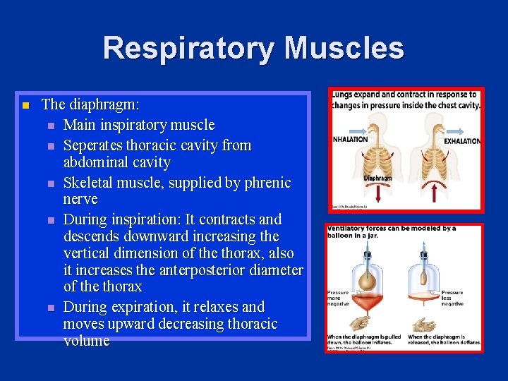 Respiratory Muscles n The diaphragm: n Main inspiratory muscle n Seperates thoracic cavity from