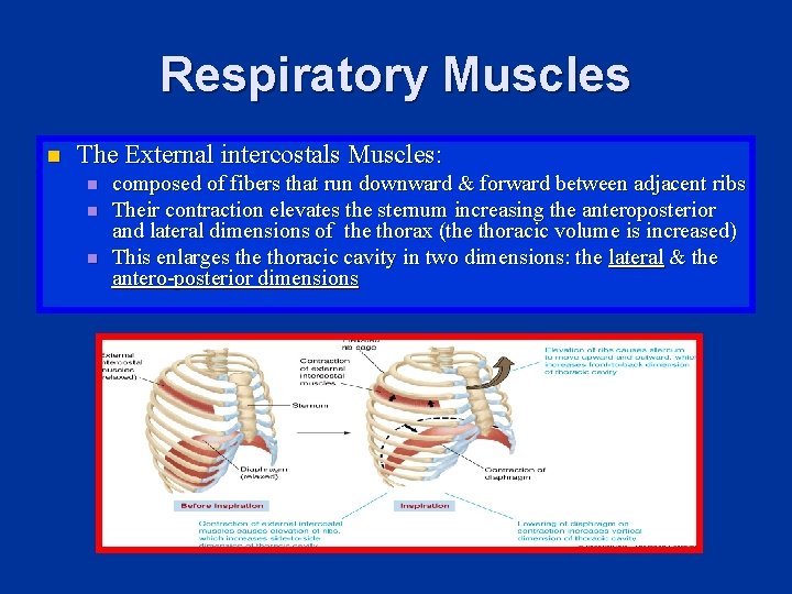 Respiratory Muscles n The External intercostals Muscles: n n n composed of fibers that