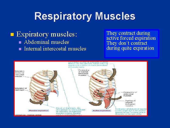 Respiratory Muscles n Expiratory muscles: n n Abdominal muscles Internal intercostal muscles They contract