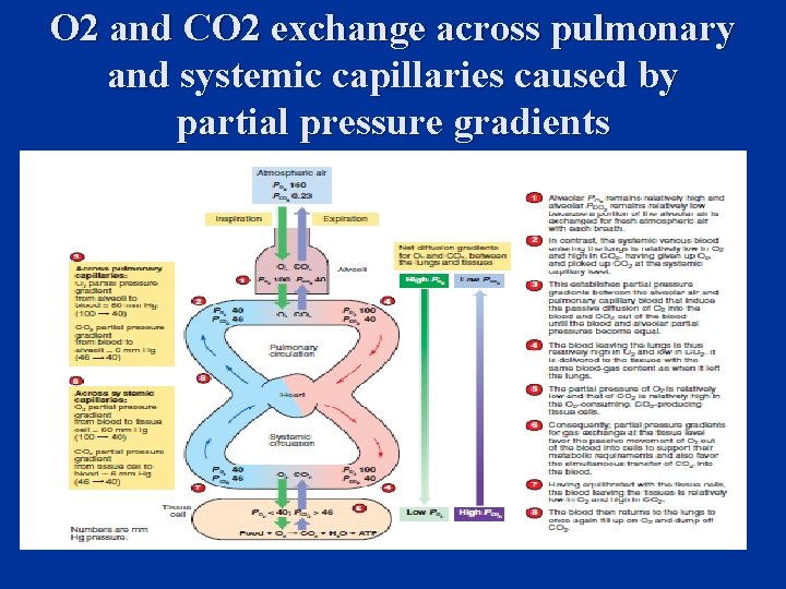 O 2 and CO 2 exchange across pulmonary and systemic capillaries caused by partial