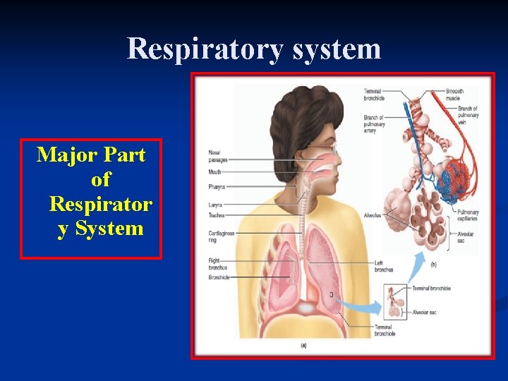 Respiratory system Major Part of Respirator y System 