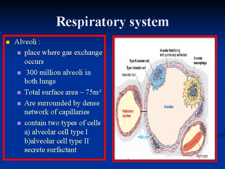 Respiratory system n Alveoli : n place where gas exchange occurs n 300 million