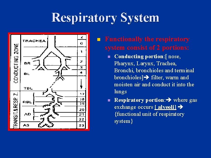 Respiratory System n Functionally the respiratory system consist of 2 portions: n n Conducting