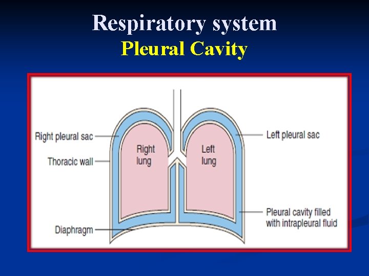 Respiratory system Pleural Cavity 