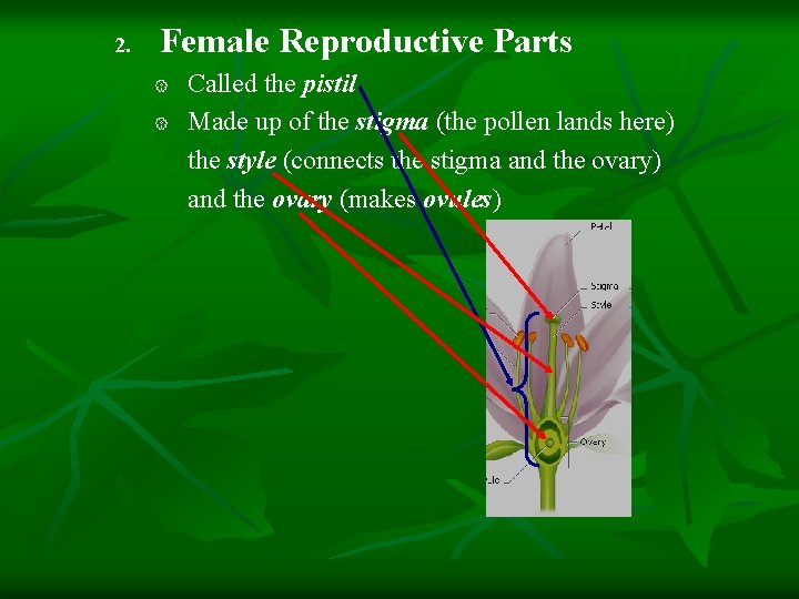 2. Female Reproductive Parts { { Called the pistil Made up of the stigma