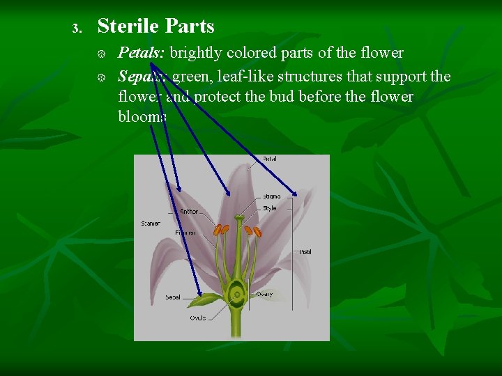 3. Sterile Parts { { Petals: brightly colored parts of the flower Sepals: green,