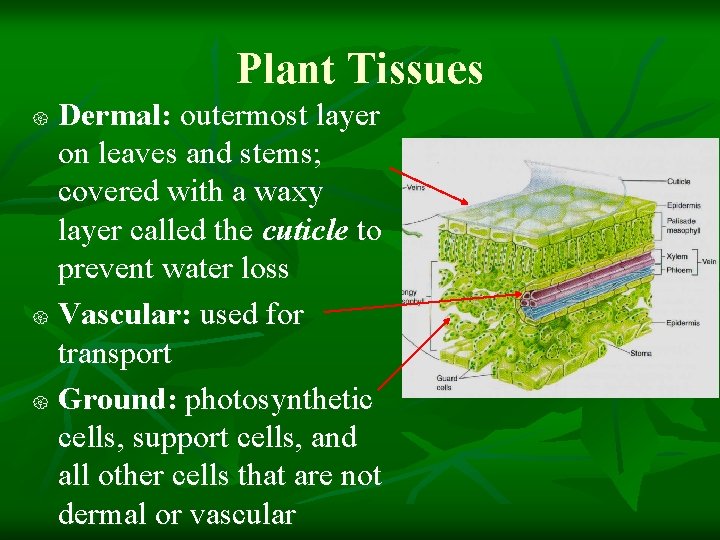 Plant Tissues Dermal: outermost layer on leaves and stems; covered with a waxy layer