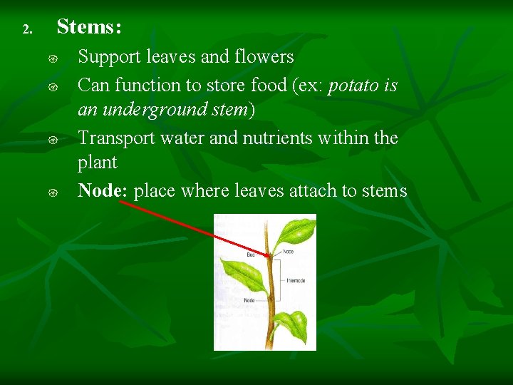 2. Stems: { { Support leaves and flowers Can function to store food (ex: