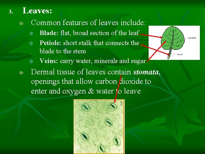 3. Leaves: { Common features of leaves include: { { Blade: flat, broad section