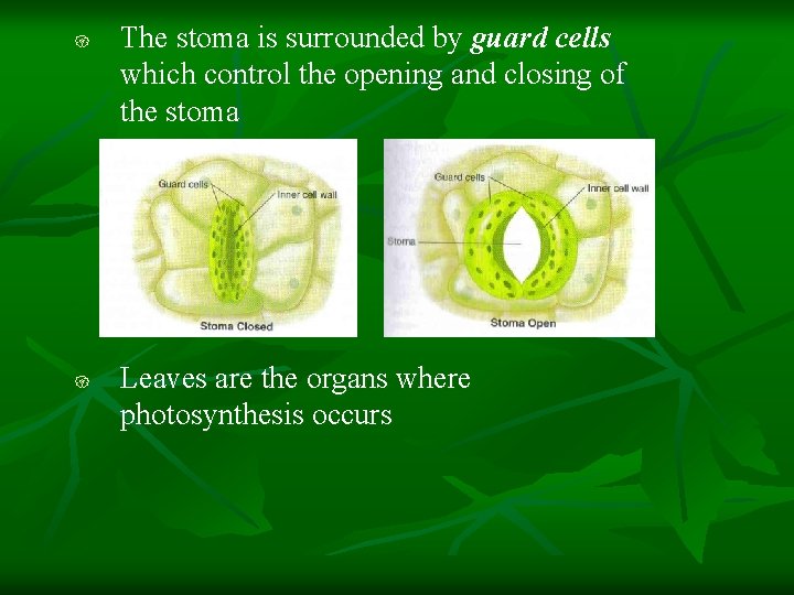 { { The stoma is surrounded by guard cells which control the opening and