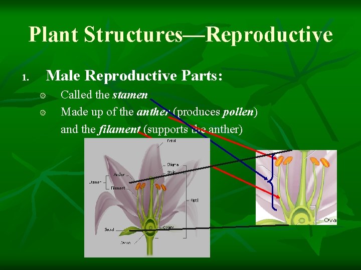 Plant Structures—Reproductive 1. Male Reproductive Parts: { { Called the stamen Made up of