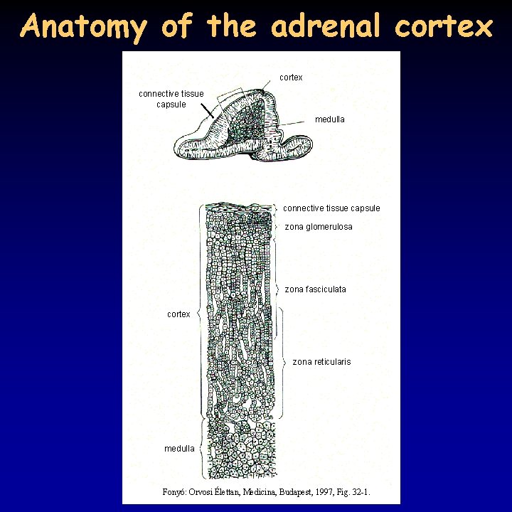 Anatomy of the adrenal cortex connective tissue capsule medulla connective tissue capsule zona glomerulosa