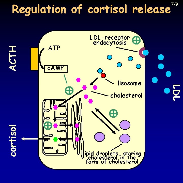ACTH Regulation of cortisol release ATP LDL-receptor endocytosis c. AMP cholesterol lipid droplets, storing