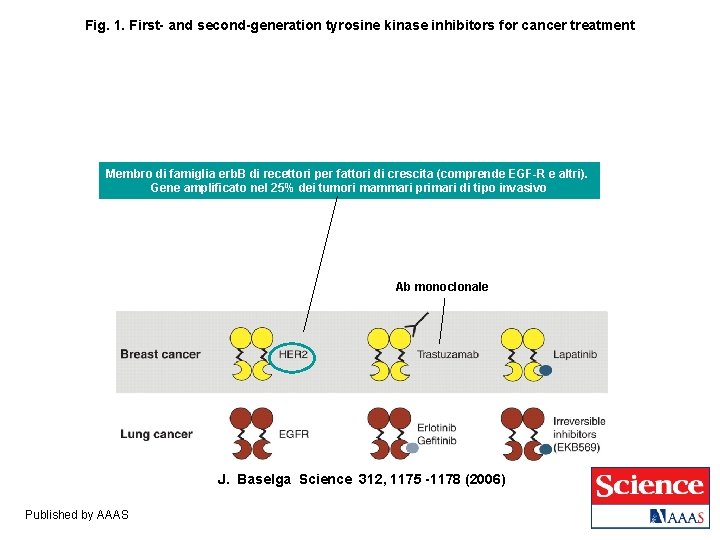 Fig. 1. First- and second-generation tyrosine kinase inhibitors for cancer treatment Membro di famiglia